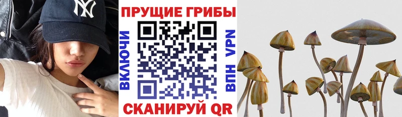как найти наркотики  Североморск  Псилоцибиновые грибы мицелий 